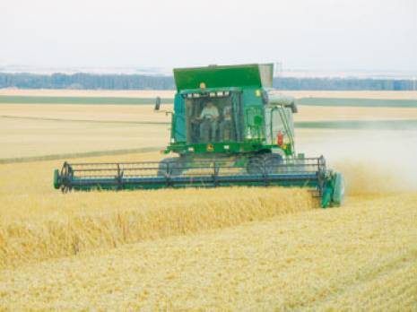 Campagne Moisson battage à Médéa : plus de deux millions de quintaux de blé prévus