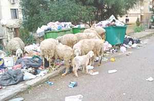 Les balayeurs communaux aux abonnés absents