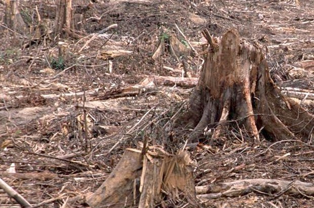 Déforestation à outrance à Aït Tizi