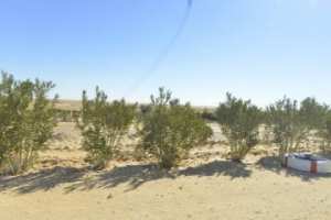 زراعة أشجار الزيتون بالمناطق القاحلة موضوع ورشة قريبا بورقلة