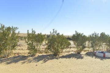 زراعة أشجار الزيتون بالمناطق القاحلة موضوع ورشة قريبا بورقلة