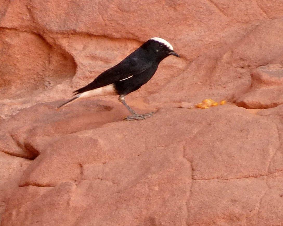 L'oiseau célèbre Moula Moula