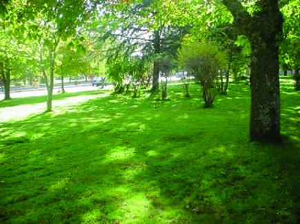 800 مليون دج للتكفل ب 157 مشروع لتهيئة المساحات الخضراء بالعاصمة