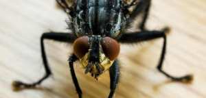 كيفية انتقال مرض التيفوئيد