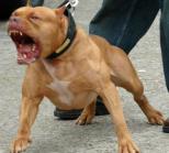 شواطئ تيبازة تتحوّل إلى فضاءات للتباهي بالكلاب المفترسة