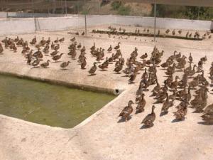 Jijel - Nécessité de créer le réseau des aires marines protégées