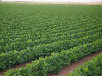 المصالح الفلاحية لسوق أهراس تسعى لتوسيع مساحة غراسة البقوليات