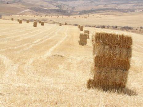 La production de céréales en recul                                    Tiaret : les autres articles