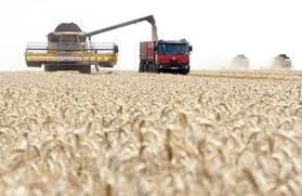 Coup d'envoi de la campagne moissons-battages                                    Tiaret, réception des récoltes céréalières