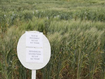 Un objectif réalisable à court terme                                    Amélioration des rendements de céréales à l'hectare