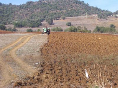 La loi sur les concessions agricoles rencontre des difficultés inextricables, à Tizi Ouzou                                    MALGRé TOUTE LA VOLONTé DES SERVICES DE L'ONTA LOCAL