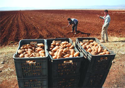 «Nous avons tiré des enseignements pour que la crise de la pomme de terre ne se reproduise plus»