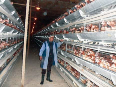 une filière en crise et peu soutenue                                    Production d''ufs et élevage de poules pondeuses