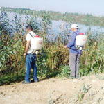 الحشرات الضارة تتكاثر صيفا ببومرداس وطرق الوقاية غائبة                                    بعدما تخلت مكاتب النظافة عن دورها الوقائي