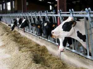 توزيع 457 وحدة لتربية الحيوانات على المربين الصغار بالنعامة