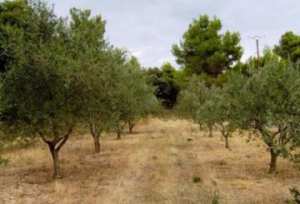 توسعة مساحة غراسة الزيتون إلى 8500 هكتار بسوق أهراس