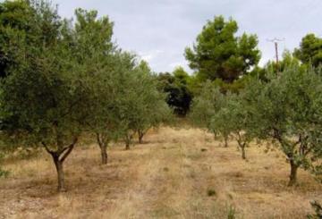 توسعة مساحة غراسة الزيتون إلى 8500 هكتار بسوق أهراس