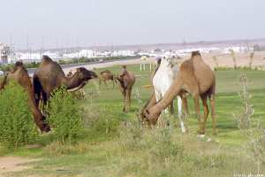 إبل سائبة تعبث بمحاصيل الفلاحين في حاسي خليفة بالوادي