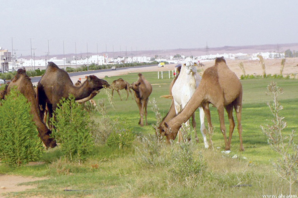 إبل سائبة تعبث بمحاصيل الفلاحين في حاسي خليفة بالوادي