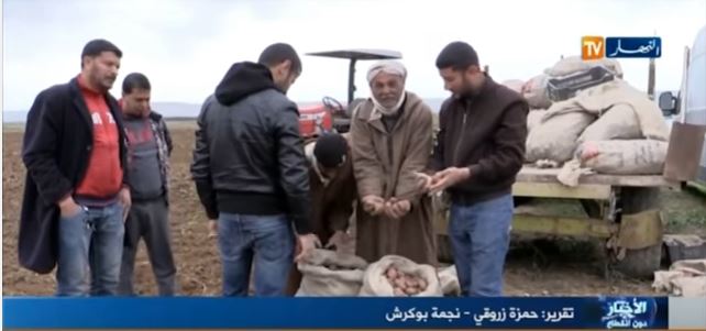 بالفيديو ..فلاحوا غليزان مستاؤون من غلاء بذور البطاطا