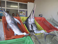 Ce qu'en pensent les marins pêcheurs