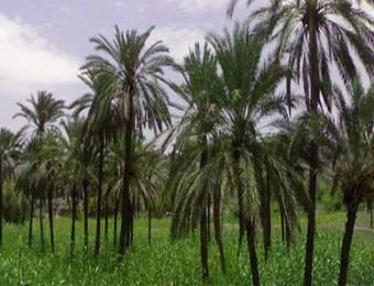 النيران تلتهم 135 نخلة بواحات بسكرة                                    بالموازاة مع إتلاف هكتارين من الحشائش في أسبوع واحد