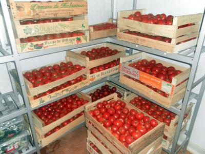 Une bonne année en perspective                                    Production 2012 de tomates industrielles et maraîchères