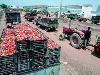 Benaïssa voit rouge                                    NON SATISFAIT DE LA PRODUCTION DE LA TOMATE INDUSTRIELLE