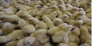 حريقان يتسببان في نفوق 4 ألاف كتكوت بمعسكر