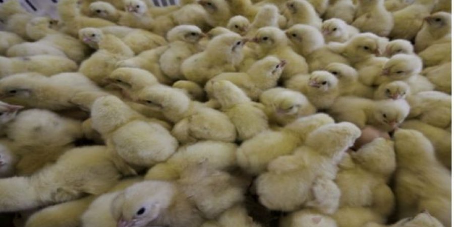 حريقان يتسببان في نفوق 4 ألاف كتكوت بمعسكر