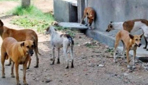 كلاب ضالة تهاجم 6 مصلين في تلمسان