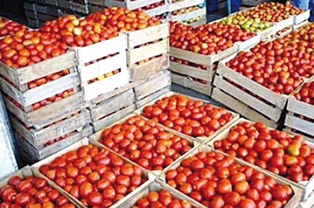 La DSA prévoit une récolte de 3 millions de quintaux à Guelma