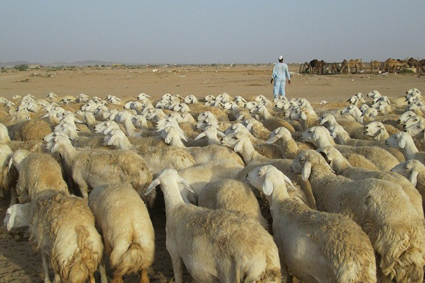 عصابة تسطو على 80 رأسا من الغنم بالمسيلة