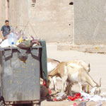 النظافة الغائبة..                                    المسيلة