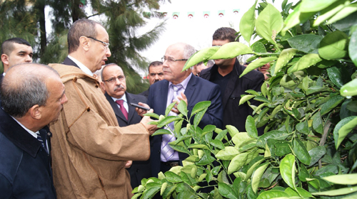 Le marché local connaît une grande spéculation