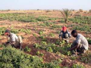 قفزة  نوعية  للنشاط الفلاحي بمنطقة عين موسى في ورقلة