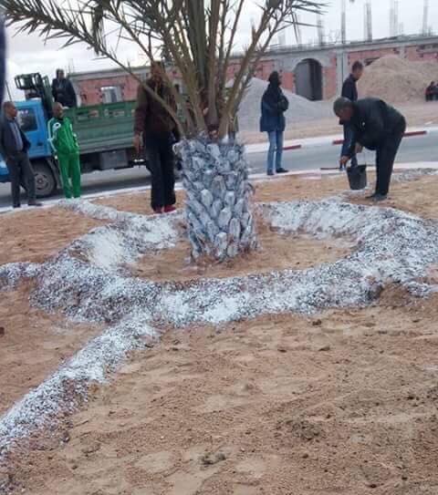 بالصور.. نخلة عملاقة تنمو في ظرف ساعة لاستقبال وزير في المسيلة