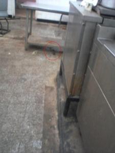 Les rats et l'institut de Draâ El-Bordj, une histoire d'amour...