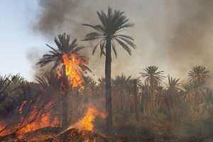 الحرائق تأتي على 110 نخلة مثمرة في الوادي