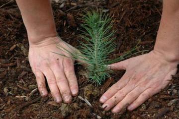 غرس 500 شجيرة بغابة شطابة بعين السمارة في قسنطينة