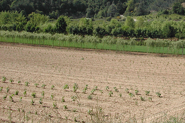 قفزة نوعية للنشاط الفلاحي بمنطقة عين موسى بورقلة