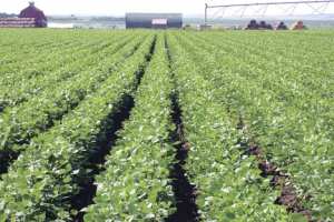 تخصيص 12 ألف هكتار لزراعة البقوليات بتيارت