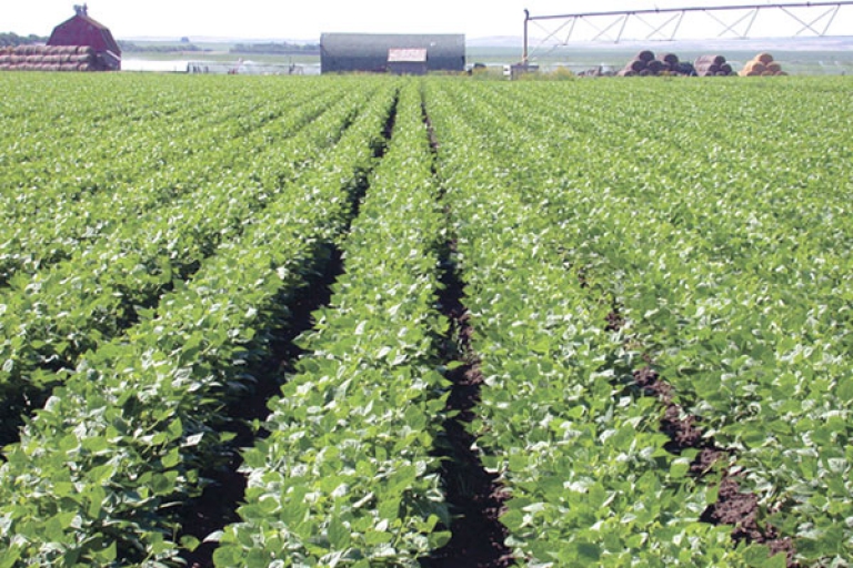 تخصيص 12 ألف هكتار لزراعة البقوليات بتيارت