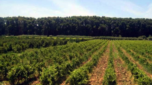 Le conseil de wilaya consacré à l'agriculture