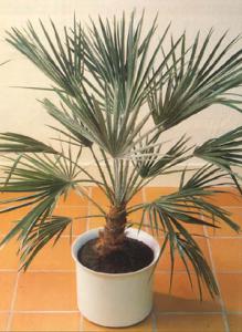 El-Bayadh - Des milliers de palmiers nains meurent de soif