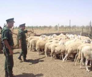 توقيف عصابة سرقة المواشي بتيارت