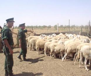 توقيف عصابة سرقة المواشي بتيارت