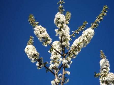La rencontre du printemps, une coutume qui coûte chère