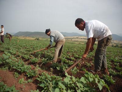 Quatre réformes agraires sans résultat... suivies d'une réorganisation du secteur                                    Politique agricole/cinquantenaire
