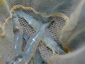 Elevage de crevette a Ouargla